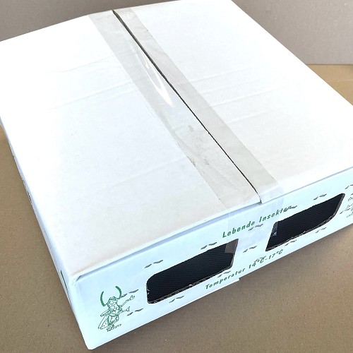 Grillons domestique taille 4, sceau